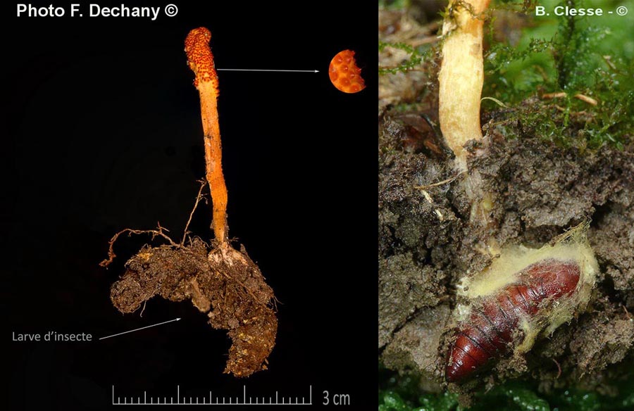 Cordyceps militaris