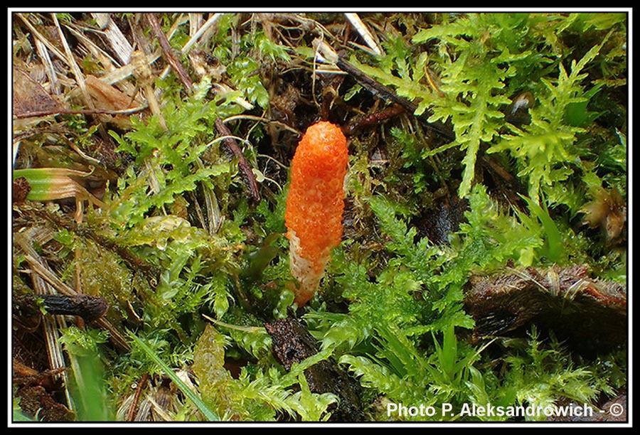 Cordyceps militaris