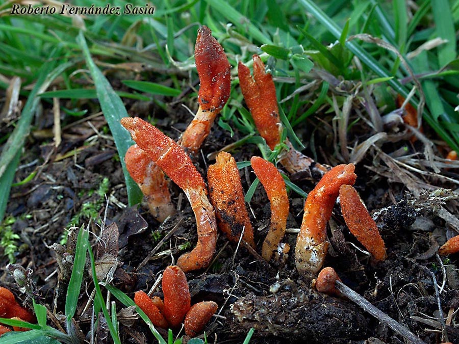 Cordyceps militaris