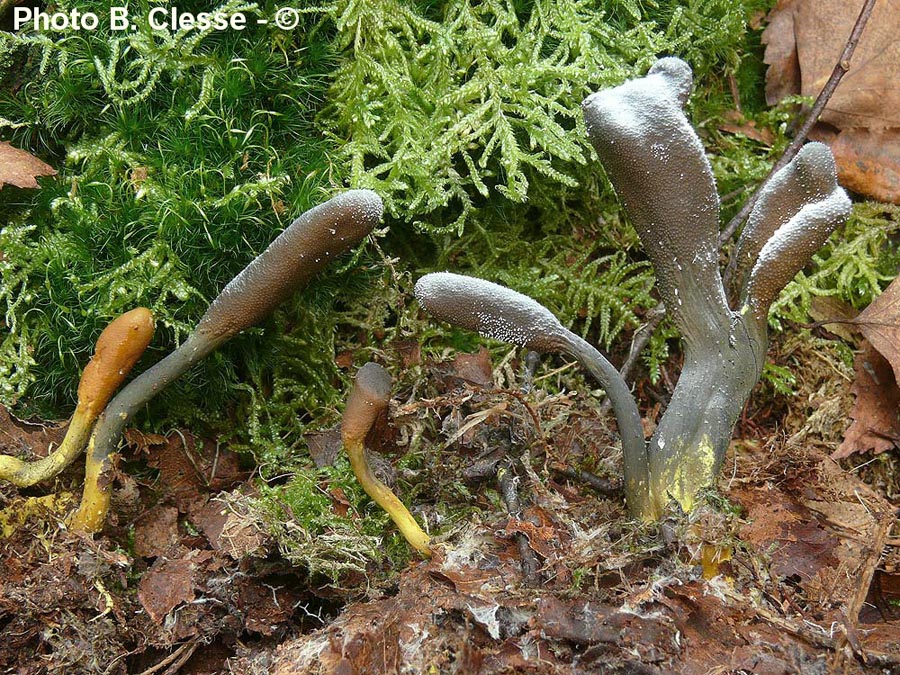 Cordyceps ophioglossoides (Tolypocladium ophioglossoides)