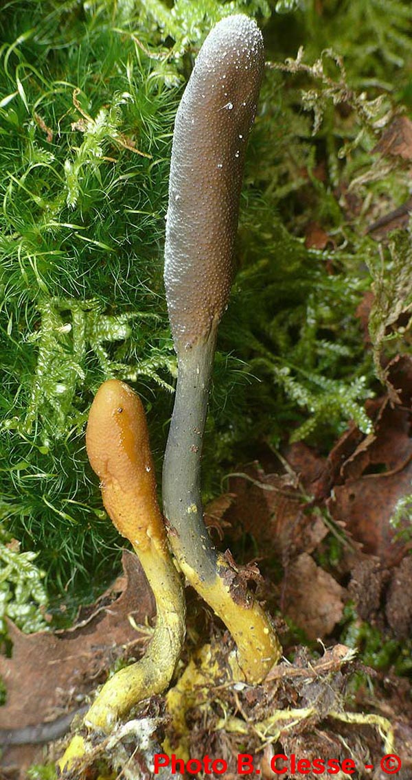 Cordyceps ophioglossoides (Tolypocladium ophioglossoides)