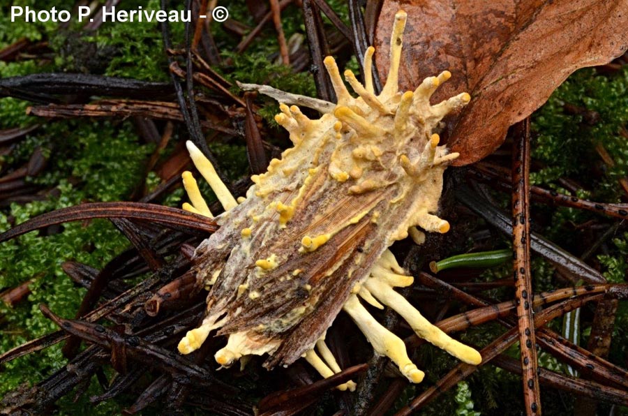 Cordyceps tuberculata