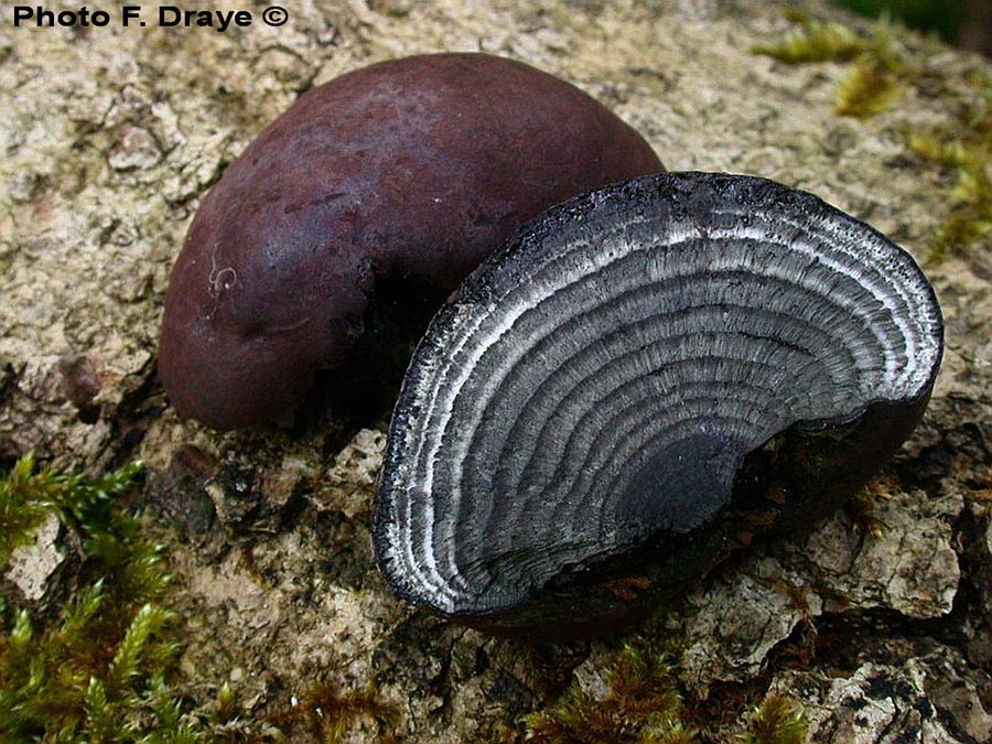 Daldinia concentrica