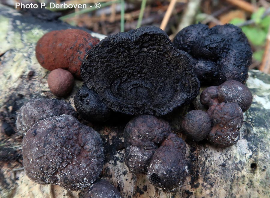 Daldinia decipiens