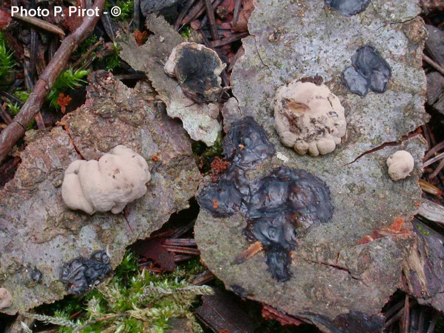 Daldinia occidentalis