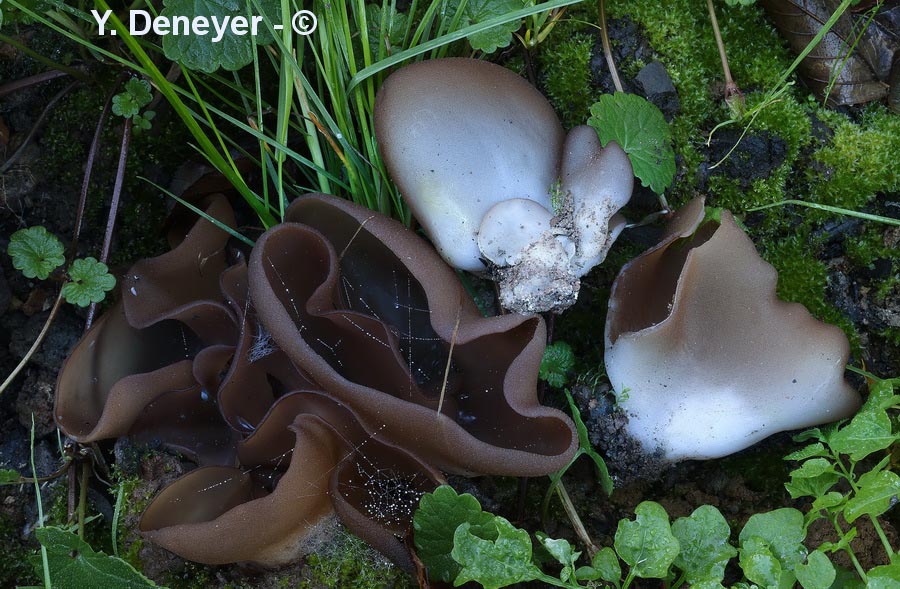 Daleomyces petersii (Peziza petersii)