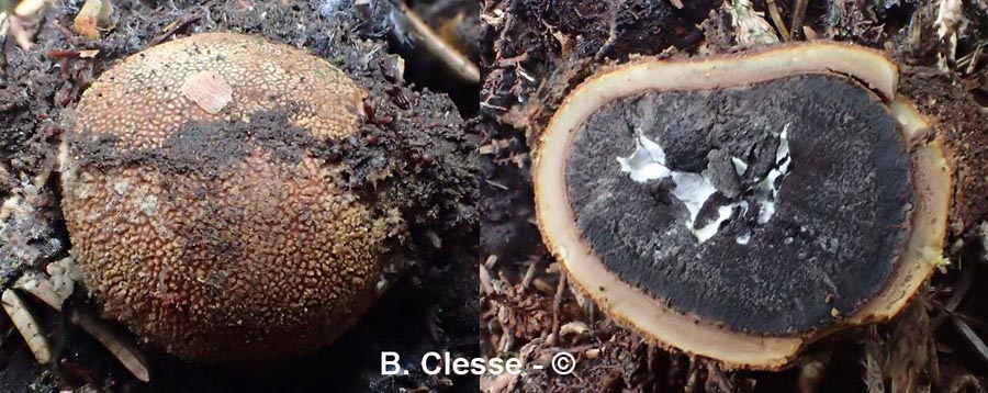 Cordyceps capitata (Elaphocordyceps capitata, Tolypocladium capitatum)