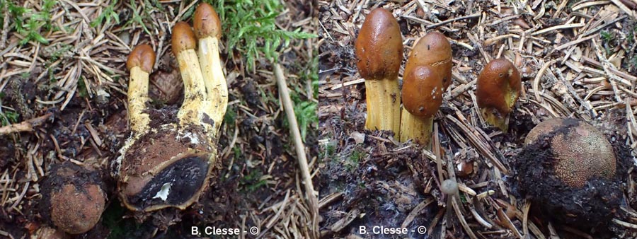 Cordyceps capitata (Elaphocordyceps capitata, Tolypocladium capitatum)