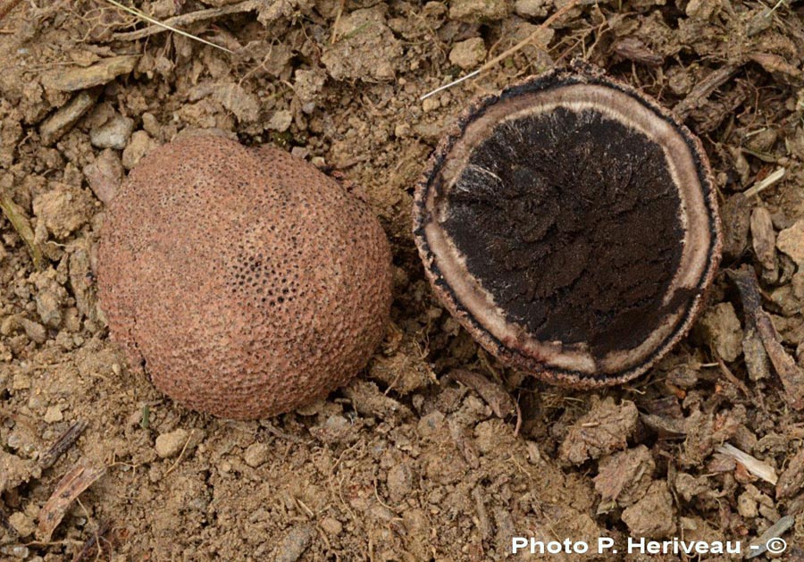 Elaphomyces aculeatus