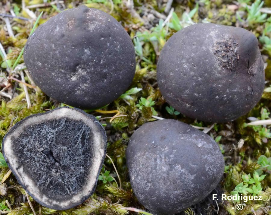 Elaphomyces anthracinus f. talosporus