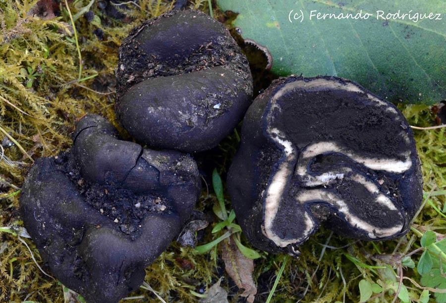 Elaphomyces anthracinus