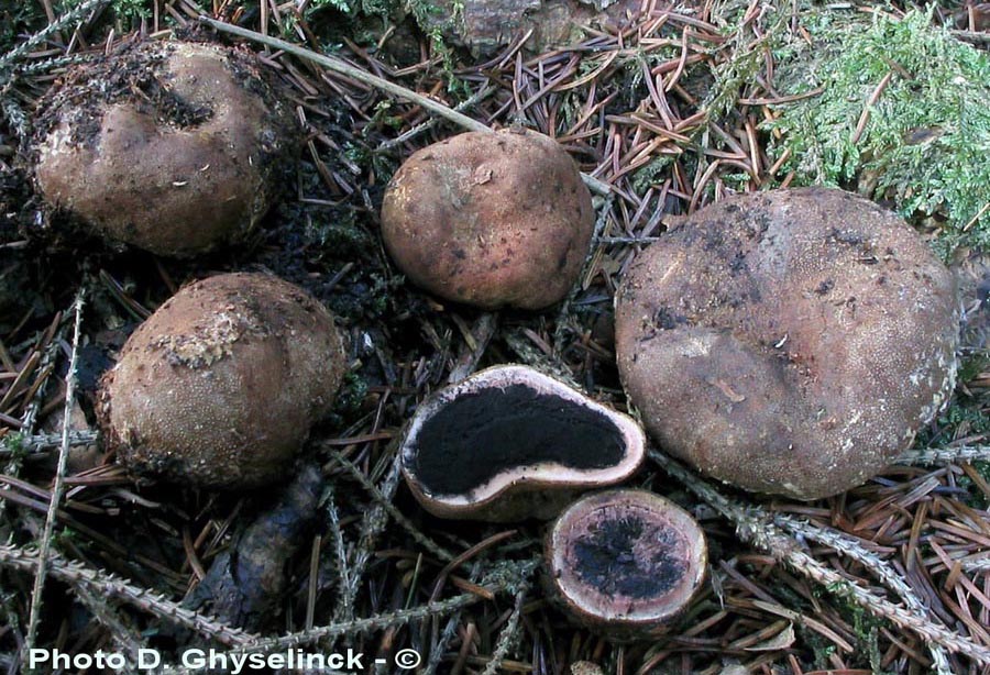 Elaphomyces granulatus