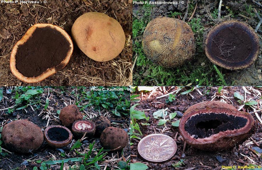 Elaphomyces granulatus