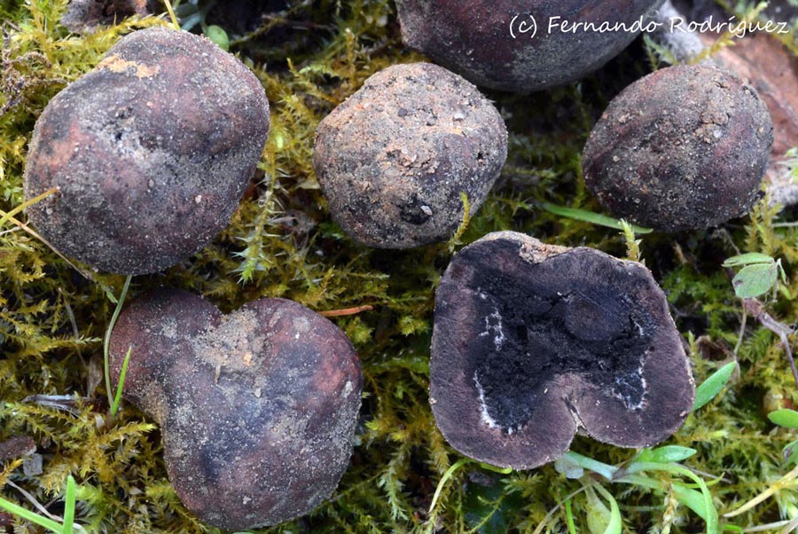 Elaphomyces papillatus