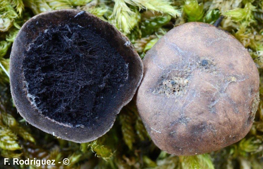 Elaphomyces papillatus