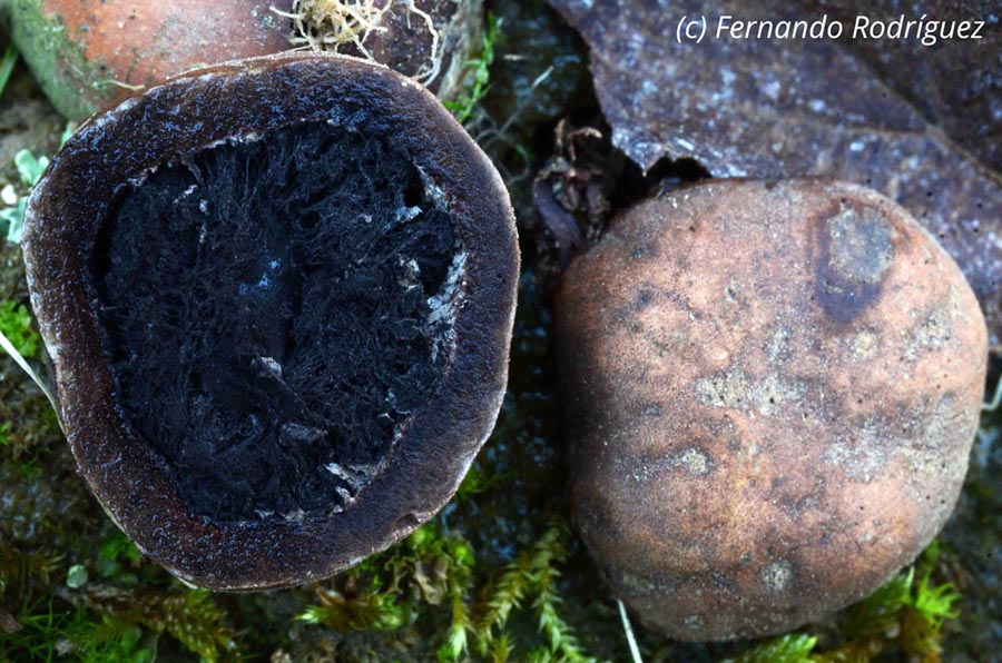 Elaphomyces papillatus