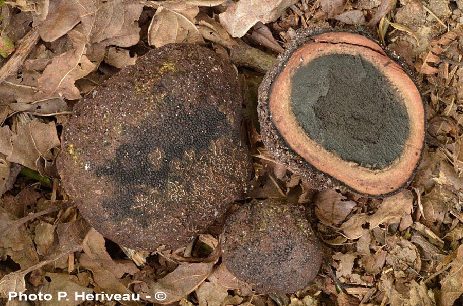 Elaphomyces persoonii