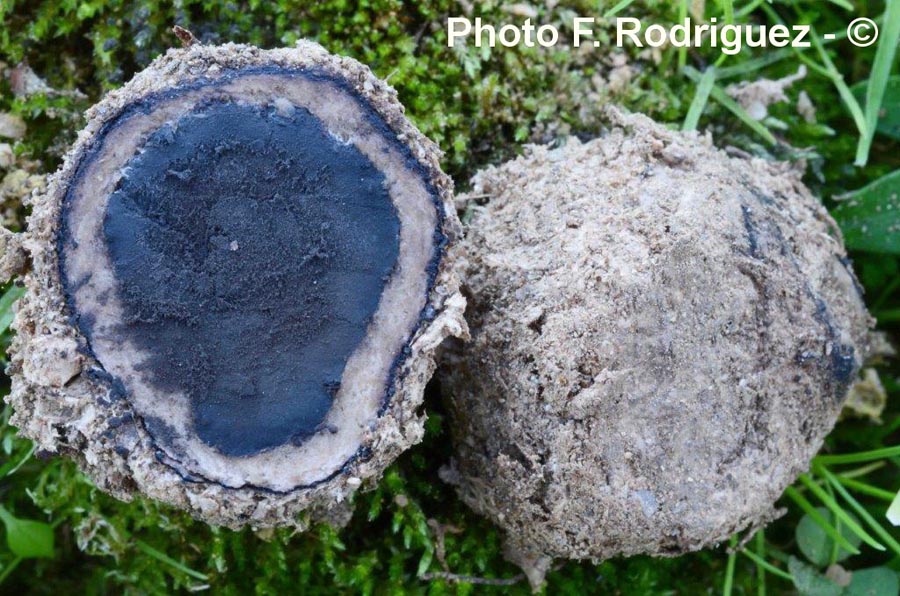 Elaphomyces roseolus