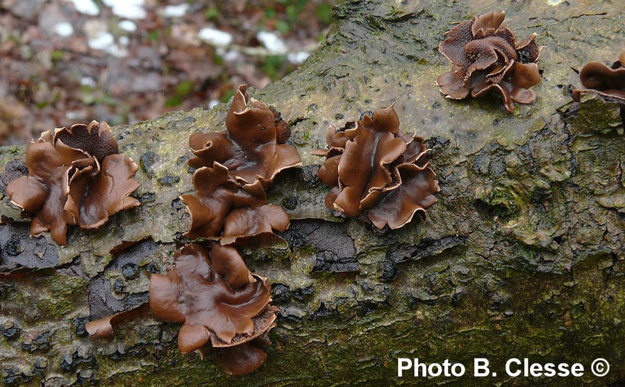 Encoelia furfuracea