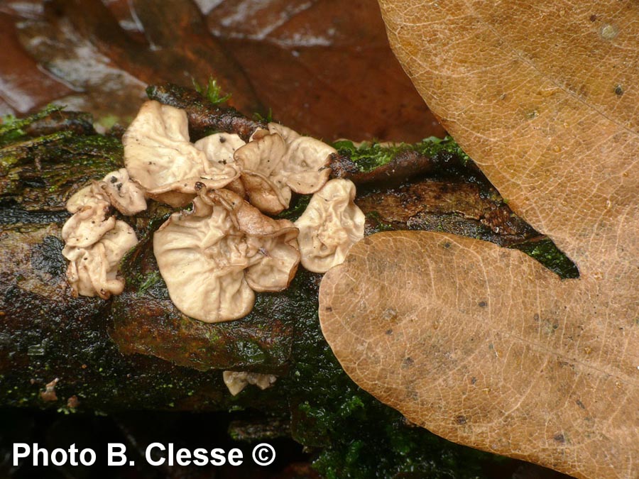 Encoelia glaberrima