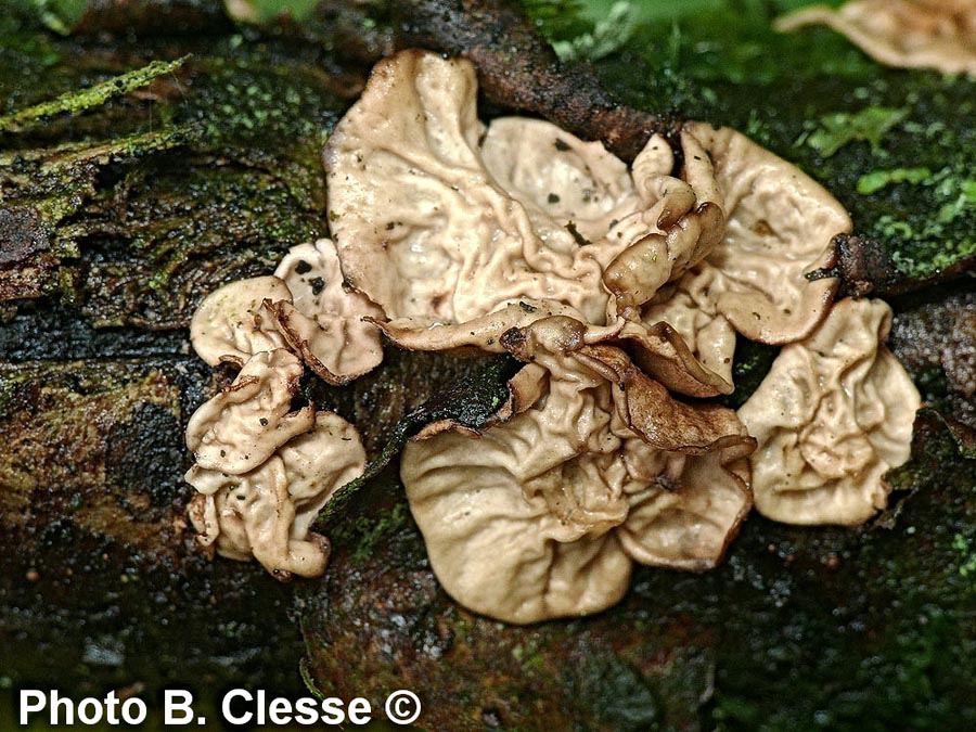 Encoelia glaberrima