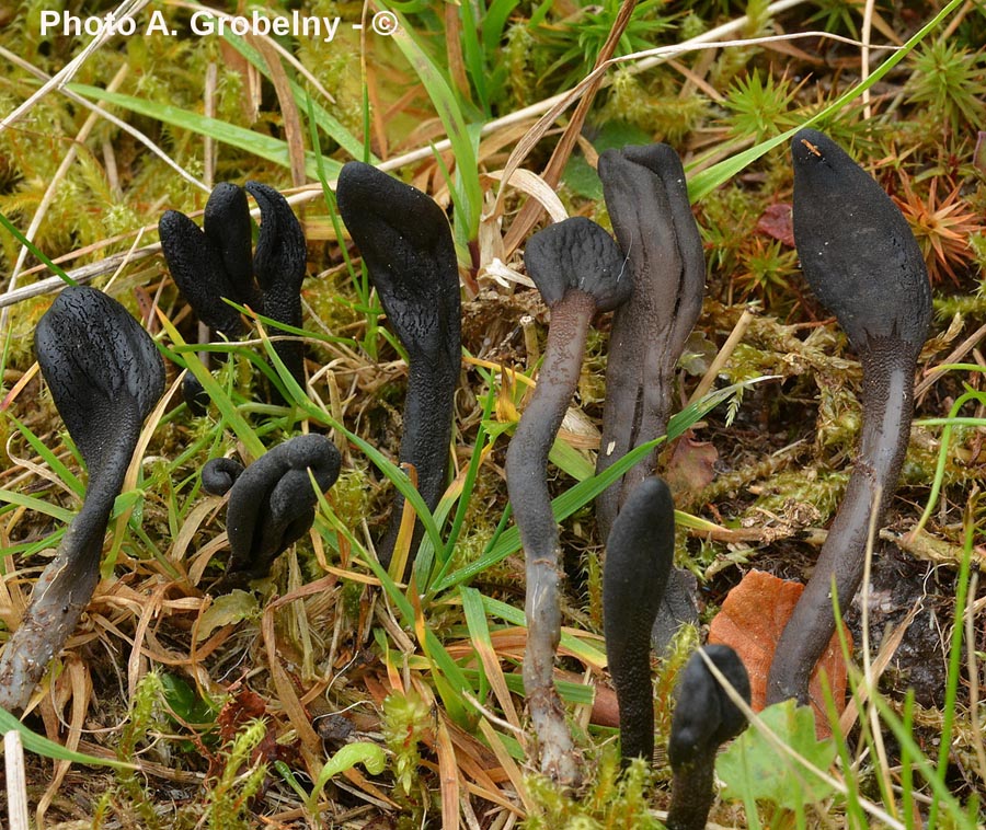 Geoglossum fallax