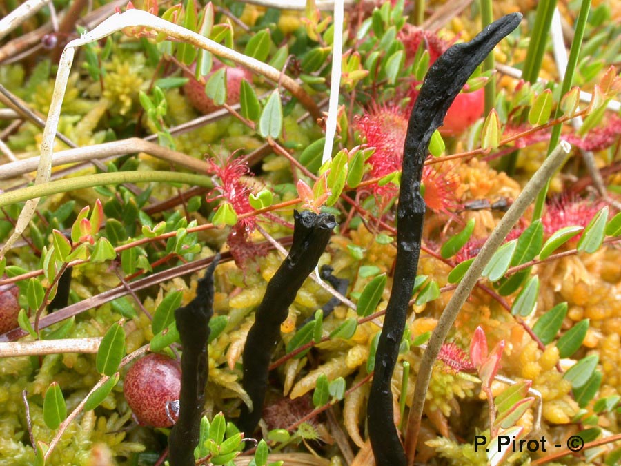 Geoglossum sphagnophilum