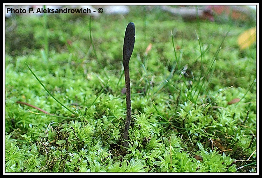 Geoglossum umbratile