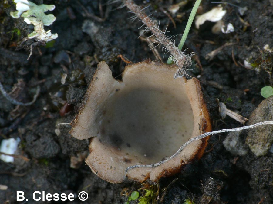 Geopora foliacea