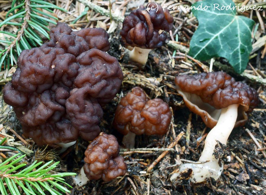 Gyromitra esculenta