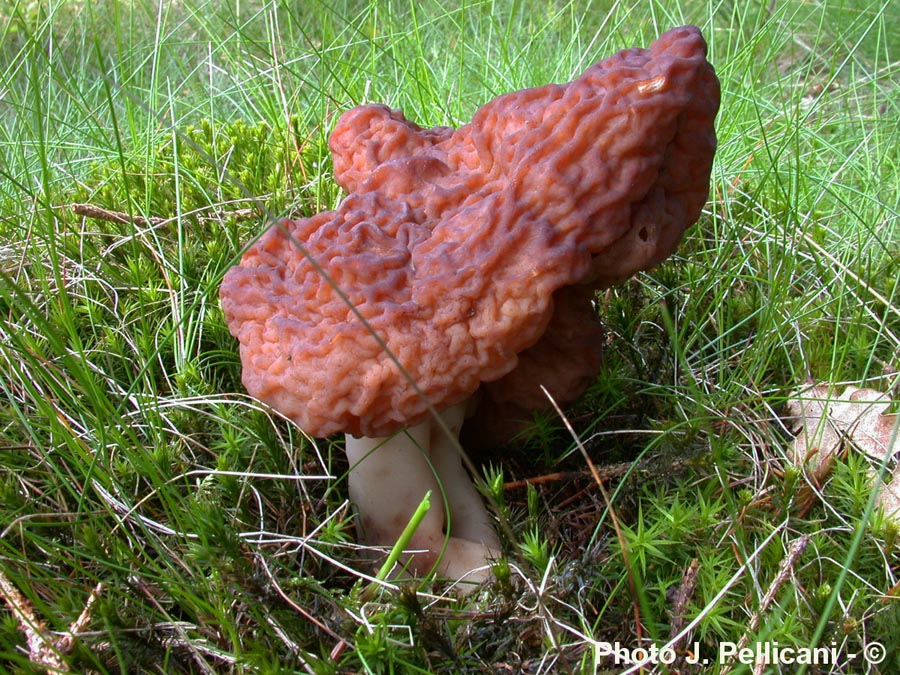 Gyromitra esculenta