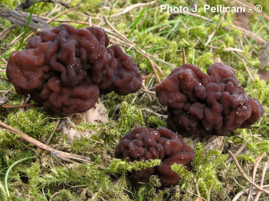 Gyromitra esculenta