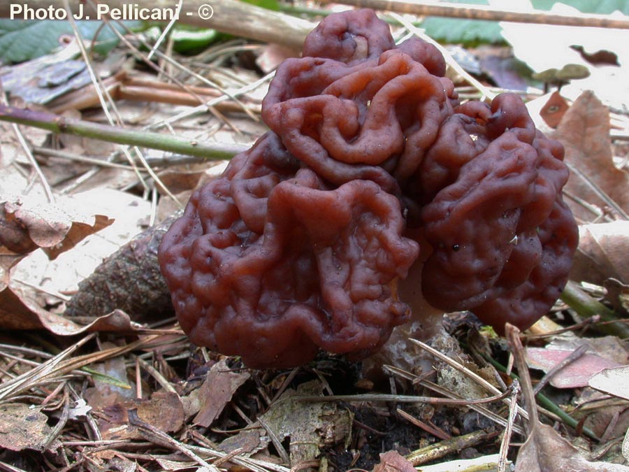 Gyromitra esculenta