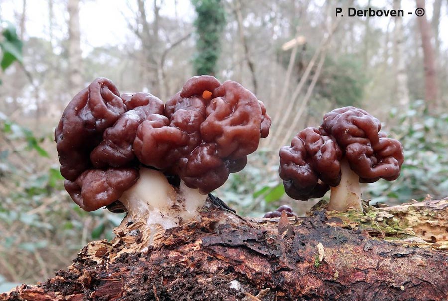 Gyromitra esculenta