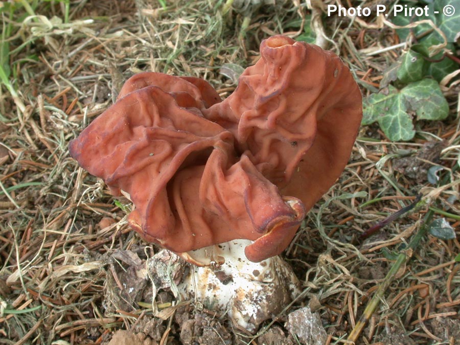 Gyromitra fastigiata