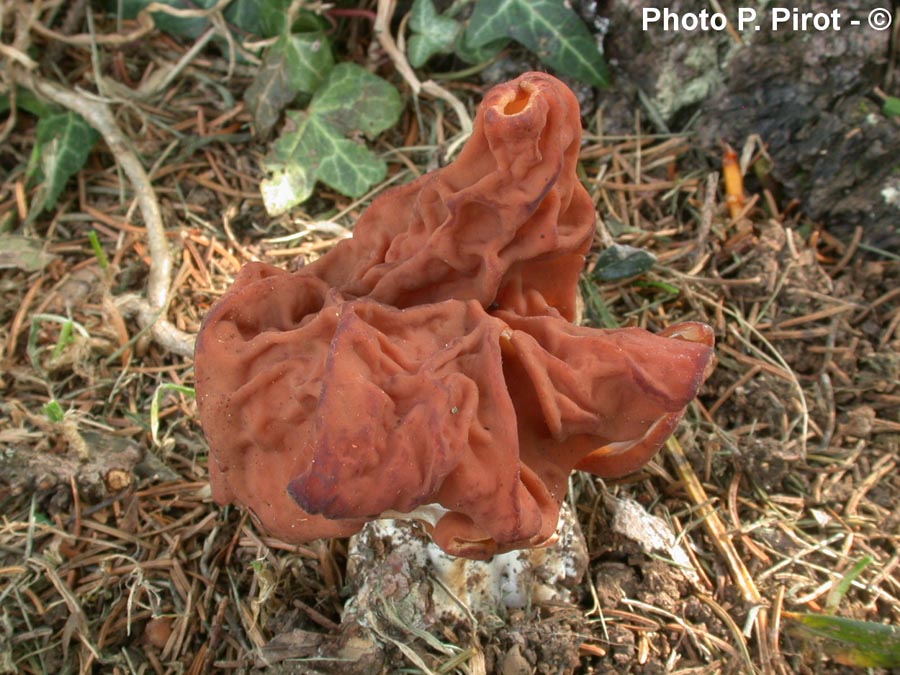 Gyromitra fastigiata