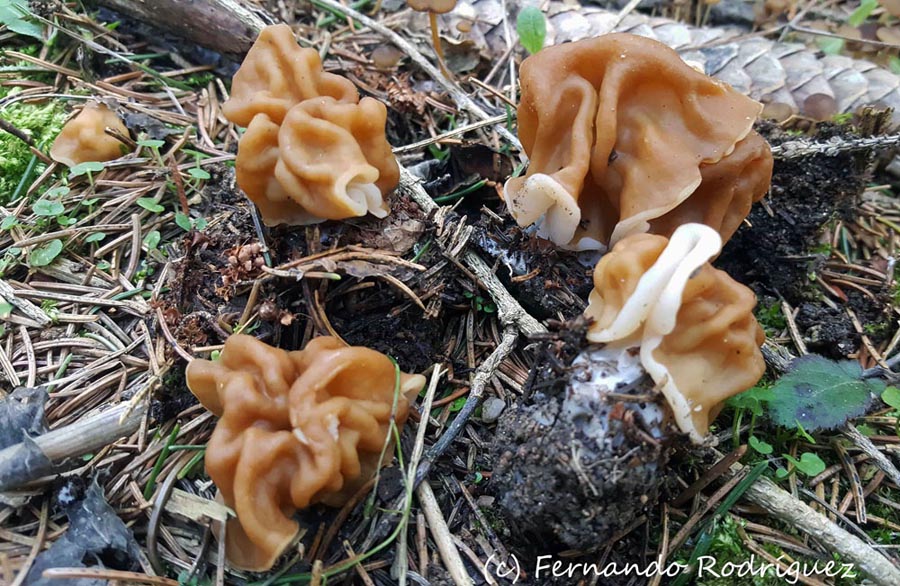 Gyromitra gigas