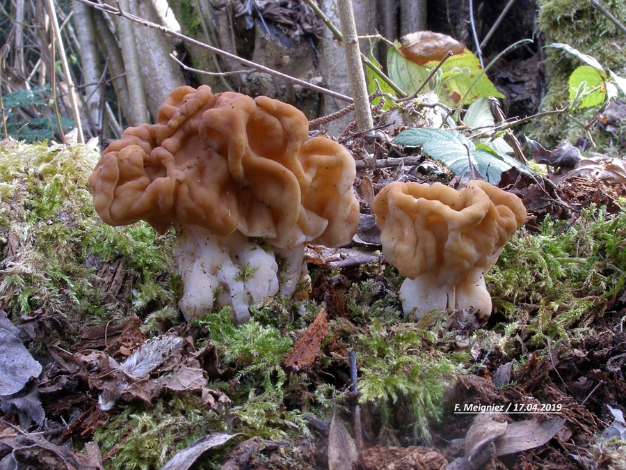 Gyromitra gigas