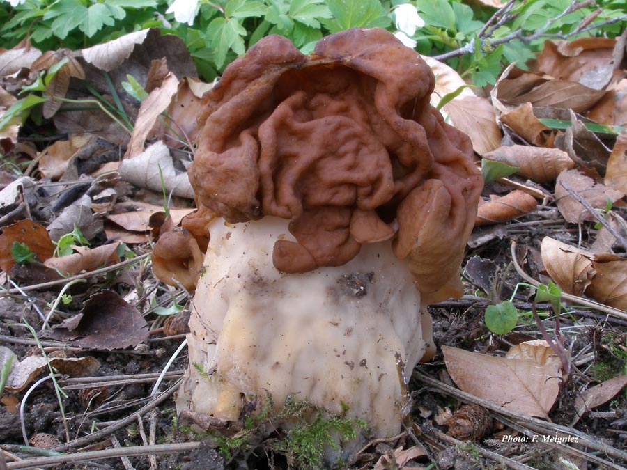 Gyromitra gigas