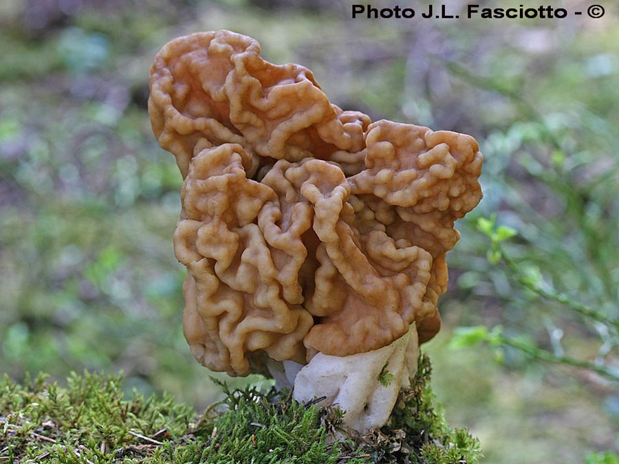 Gyromitra gigas