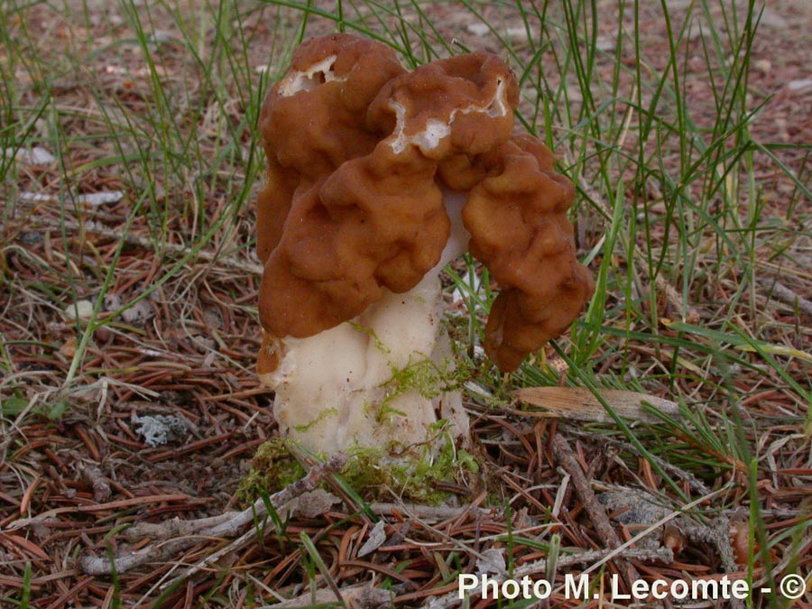 Gyromitra gigas