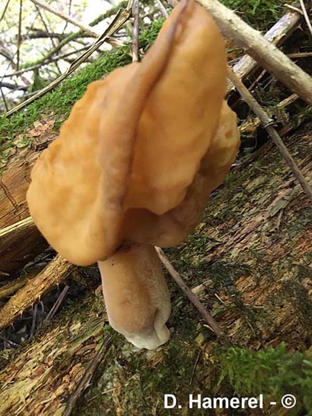 Gyromitra infula