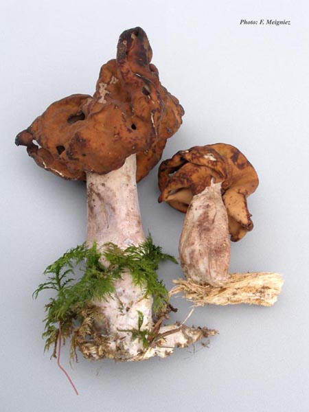 Gyromitra infula