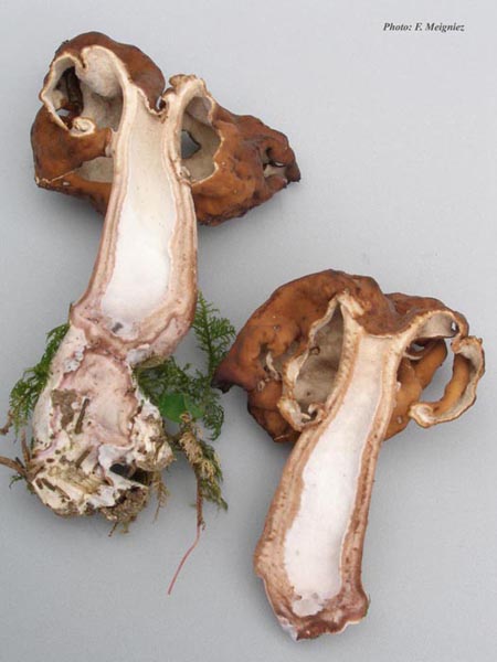 Gyromitra infula