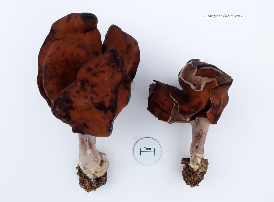 Gyromitra infula