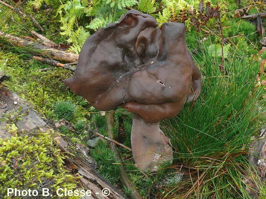 Gyromitra infula