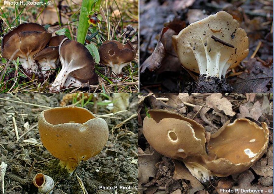 Helvella acetabulum (Paxina acetabulum)