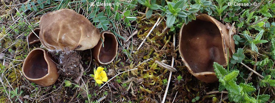 Helvella acetabulum (Paxina acetabulum)