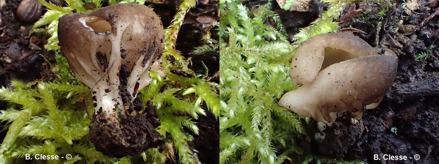 Helvella acetabulum (Paxina acetabulum)