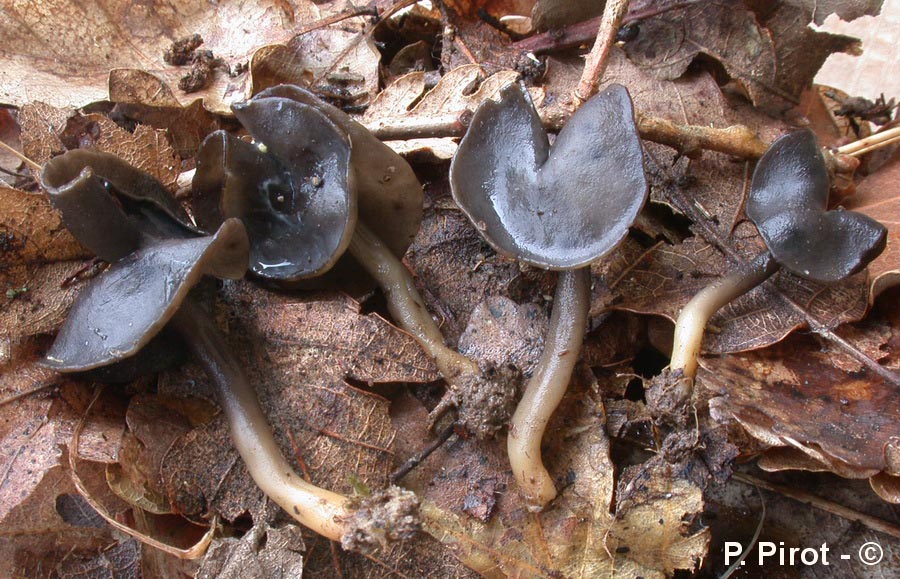 Helvella atra